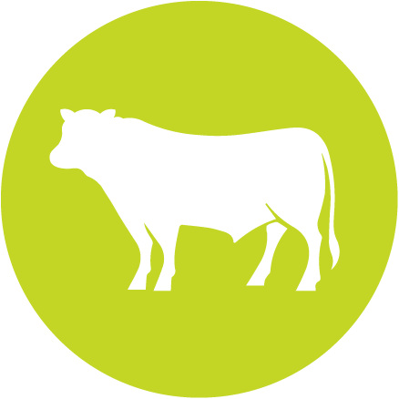 DK Meats - Beef